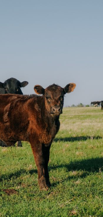 calves, in the pasture Wallpaper 720x1520