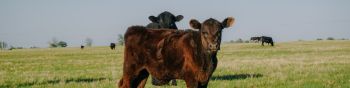 calves, in the pasture Wallpaper 1590x400