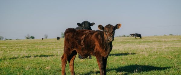 calves, in the pasture Wallpaper 3440x1440