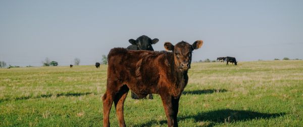 calves, in the pasture Wallpaper 2560x1080
