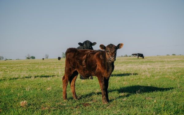 calves, in the pasture Wallpaper 1920x1200