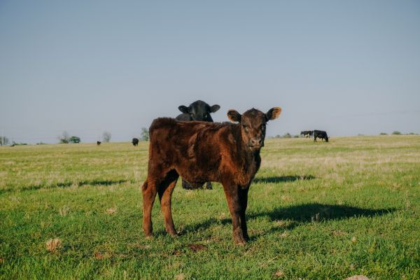 calves, in the pasture Wallpaper 6000x4000