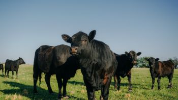 herd of cows in the pasture Wallpaper 3840x2160