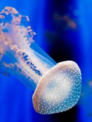 Aquarium of Genoa, jellyfish Wallpaper 1668x2224