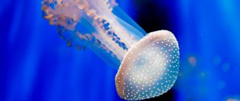 Aquarium of Genoa, jellyfish Wallpaper 2560x1080
