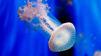 Aquarium of Genoa, jellyfish Wallpaper 2560x1440
