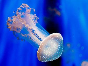 Aquarium of Genoa, jellyfish Wallpaper 1024x768