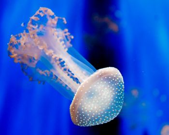 Aquarium of Genoa, jellyfish Wallpaper 1280x1024