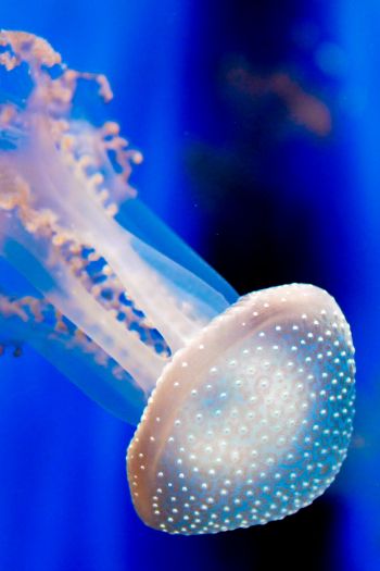 Aquarium of Genoa, jellyfish Wallpaper 640x960