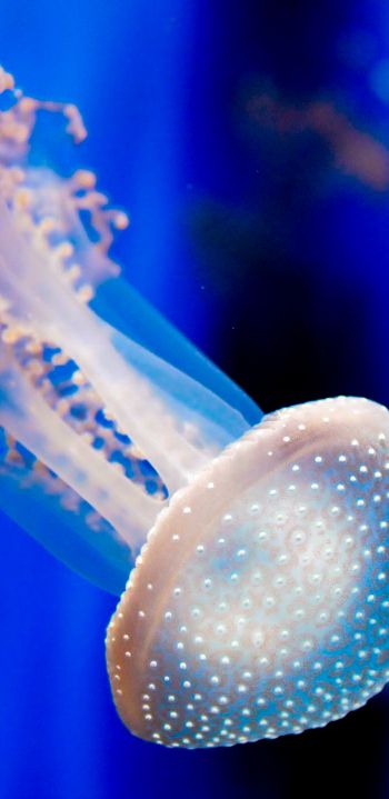 Aquarium of Genoa, jellyfish Wallpaper 1080x2220
