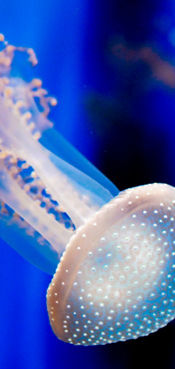 Aquarium of Genoa, jellyfish Wallpaper 1080x2280