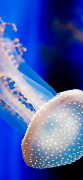 Aquarium of Genoa, jellyfish Wallpaper 1080x2340