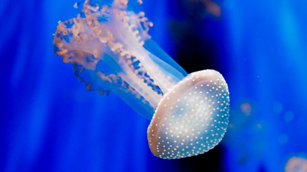 Aquarium of Genoa, jellyfish Wallpaper 1280x720