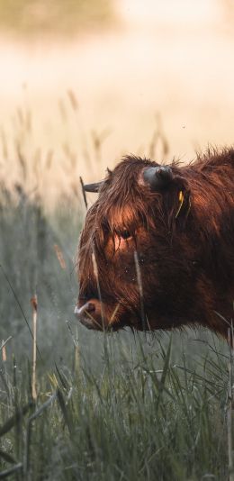 bison, cow Wallpaper 1080x2220