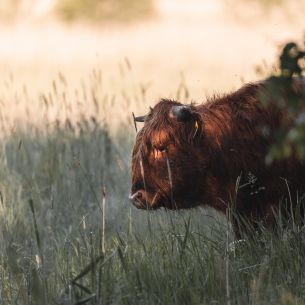 bison, cow Wallpaper 2500x2500