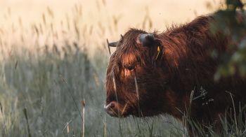 bison, cow Wallpaper 1280x720