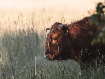 bison, cow Wallpaper 800x600