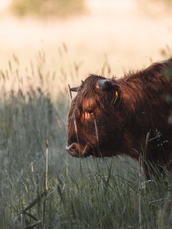 bison, cow Wallpaper 1668x2224