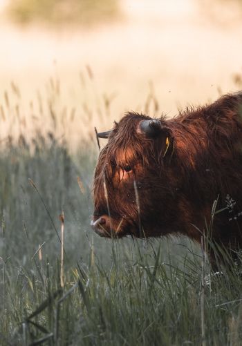 bison, cow Wallpaper 1668x2388