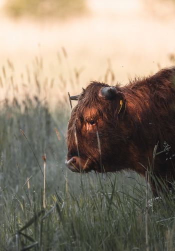 bison, cow Wallpaper 1640x2360
