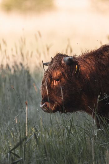 bison, cow Wallpaper 640x960
