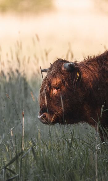 bison, cow Wallpaper 1200x2000