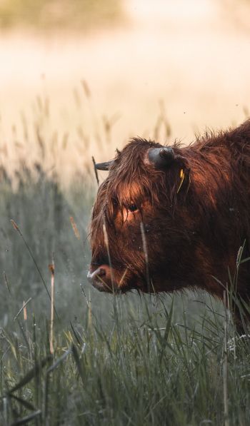 bison, cow Wallpaper 600x1024