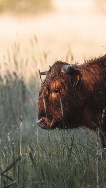 bison, cow Wallpaper 640x1136