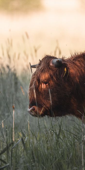 bison, cow Wallpaper 720x1440
