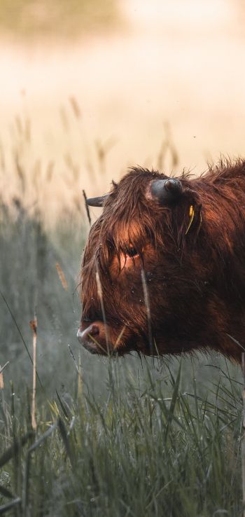 bison, cow Wallpaper 720x1520