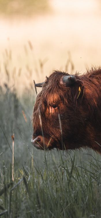 bison, cow Wallpaper 828x1792