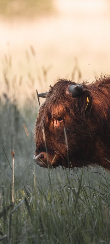 bison, cow Wallpaper 1080x2400