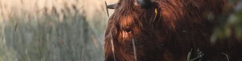bison, cow Wallpaper 1590x400
