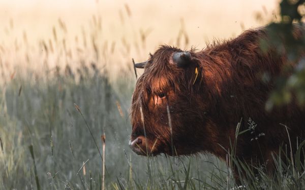 bison, cow Wallpaper 1920x1200