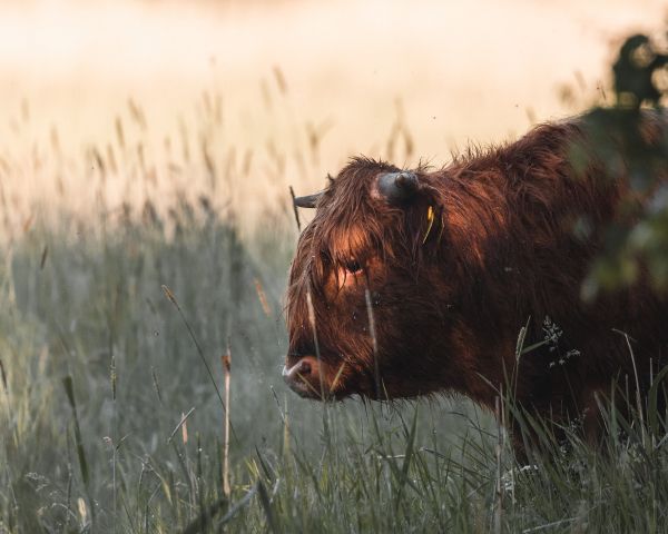 bison, cow Wallpaper 1280x1024