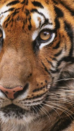 tiger, wild cat Wallpaper 750x1334