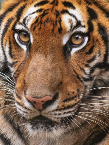 tiger, wild cat Wallpaper 1668x2224