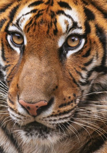 tiger, wild cat Wallpaper 1640x2360