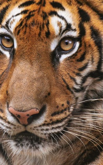 tiger, wild cat Wallpaper 1600x2560