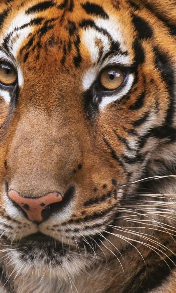 tiger, wild cat Wallpaper 1200x2000