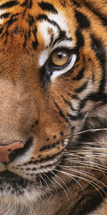 tiger, wild cat Wallpaper 720x1440