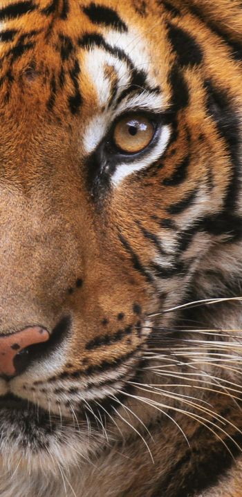 tiger, wild cat Wallpaper 1080x2220