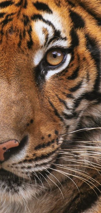 tiger, wild cat Wallpaper 1080x2280