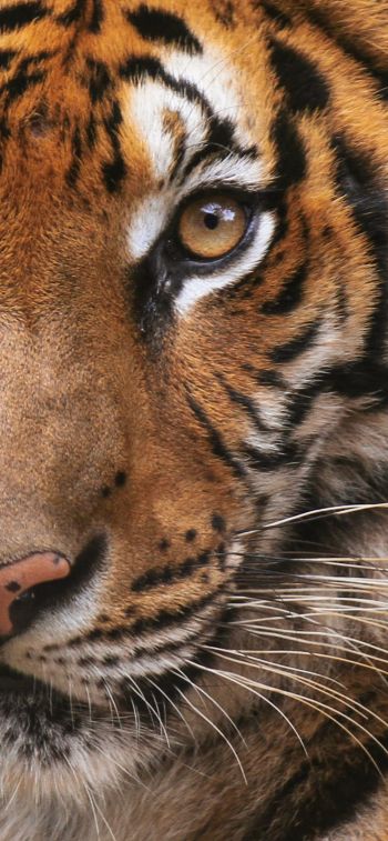 tiger, wild cat Wallpaper 828x1792