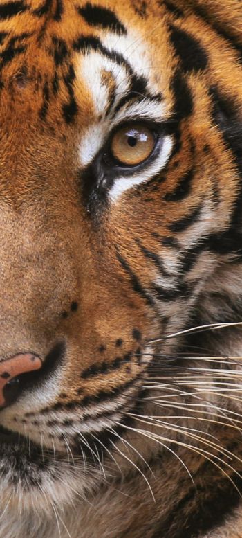 tiger, wild cat Wallpaper 720x1600