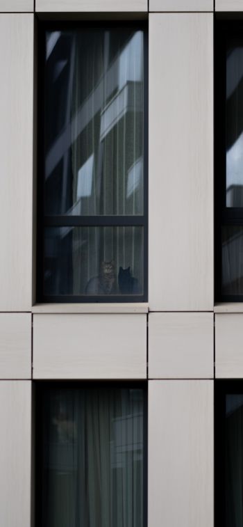 gray house, cats in windows Wallpaper 1125x2436