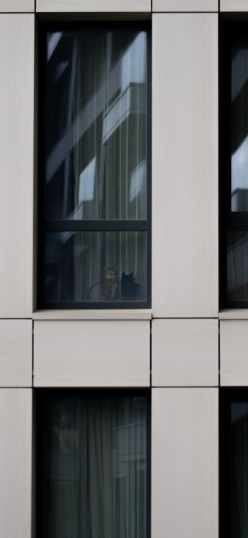 gray house, cats in windows Wallpaper 1080x2340