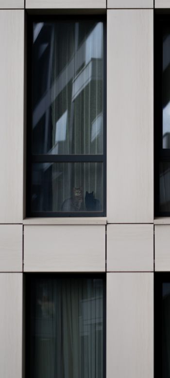 Обои 720x1600 серый дом, кошки в окошках