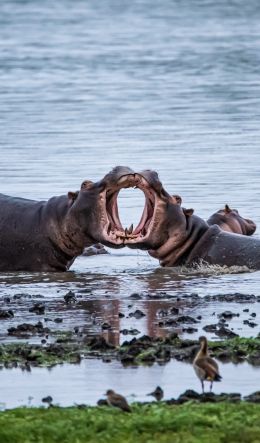Zimbabwe, hippos Wallpaper 600x1024