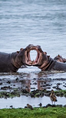 Zimbabwe, hippos Wallpaper 640x1136